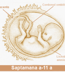 A 11-a saptamana de sarcina - A 11-a saptamana de sarcina A 11-a saptamana de sarcina